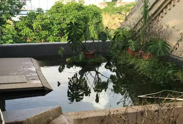 打造石龜養殖生態樂園,手把手教你打造綠色工程