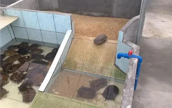 打造石龜養殖生態樂園,手把手教你打造綠色工程