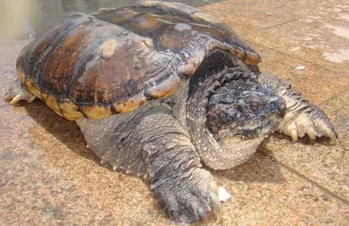 深度解析——鱷魚龜是否為國家保護動物?