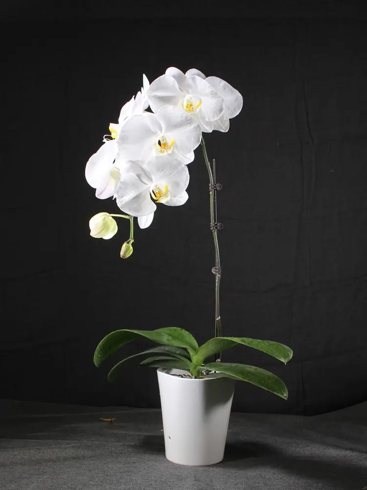 蘭花皇后白蝶蘭花語—純凈之戀,優(yōu)雅綻放