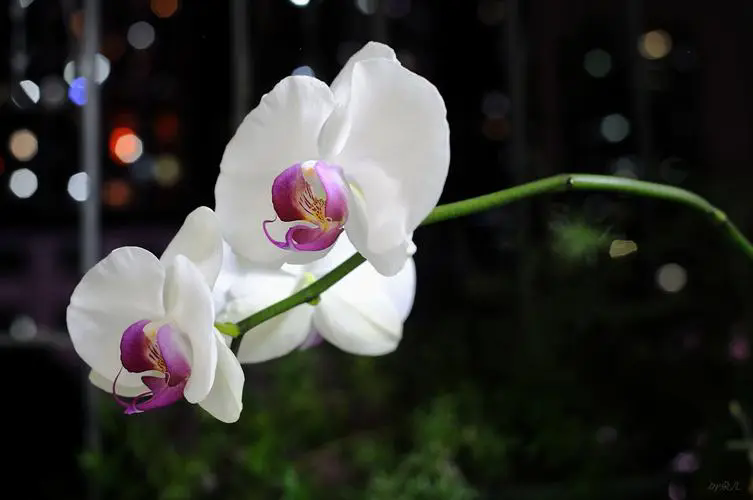 蘭花皇后白蝶蘭花語—純凈之戀,優(yōu)雅綻放