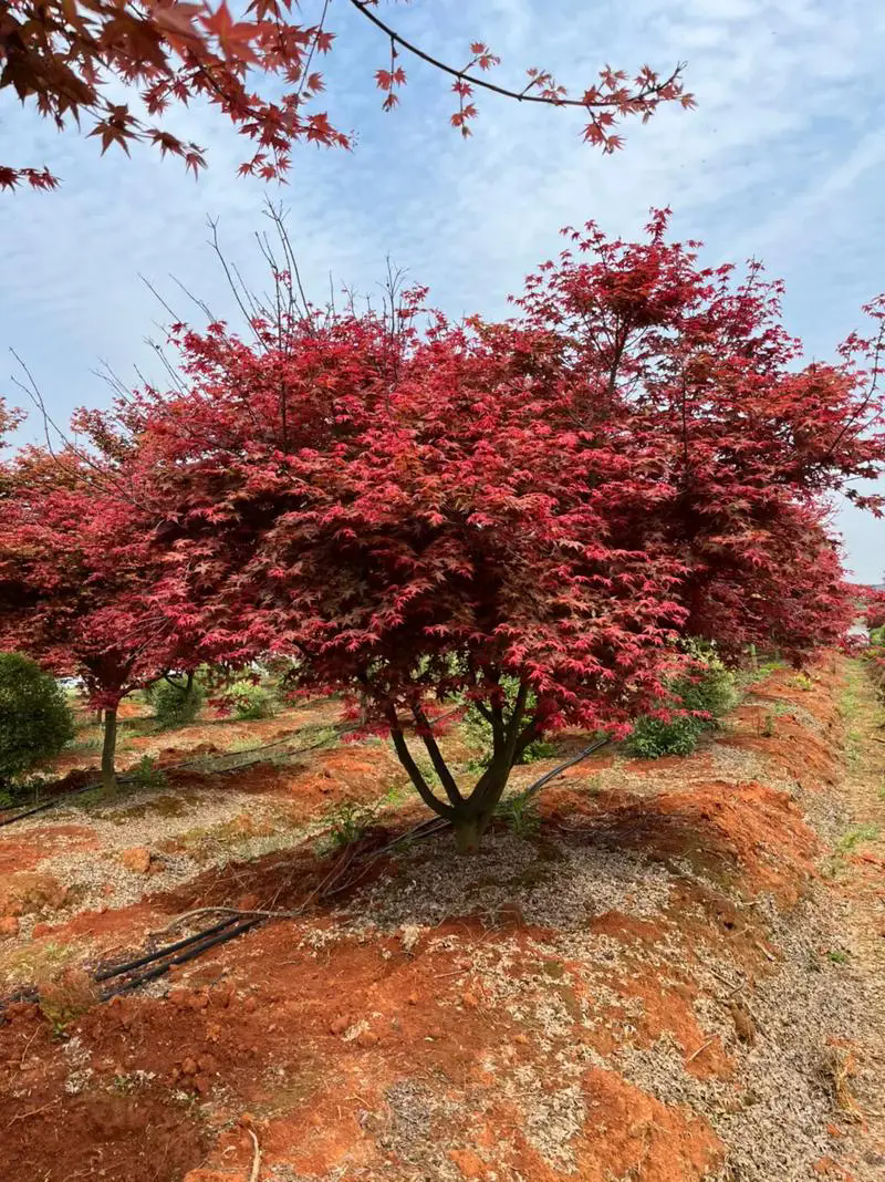 日本紅楓四季之美!春天的綠,夏天的濃,秋天的紅,冬天的靜!