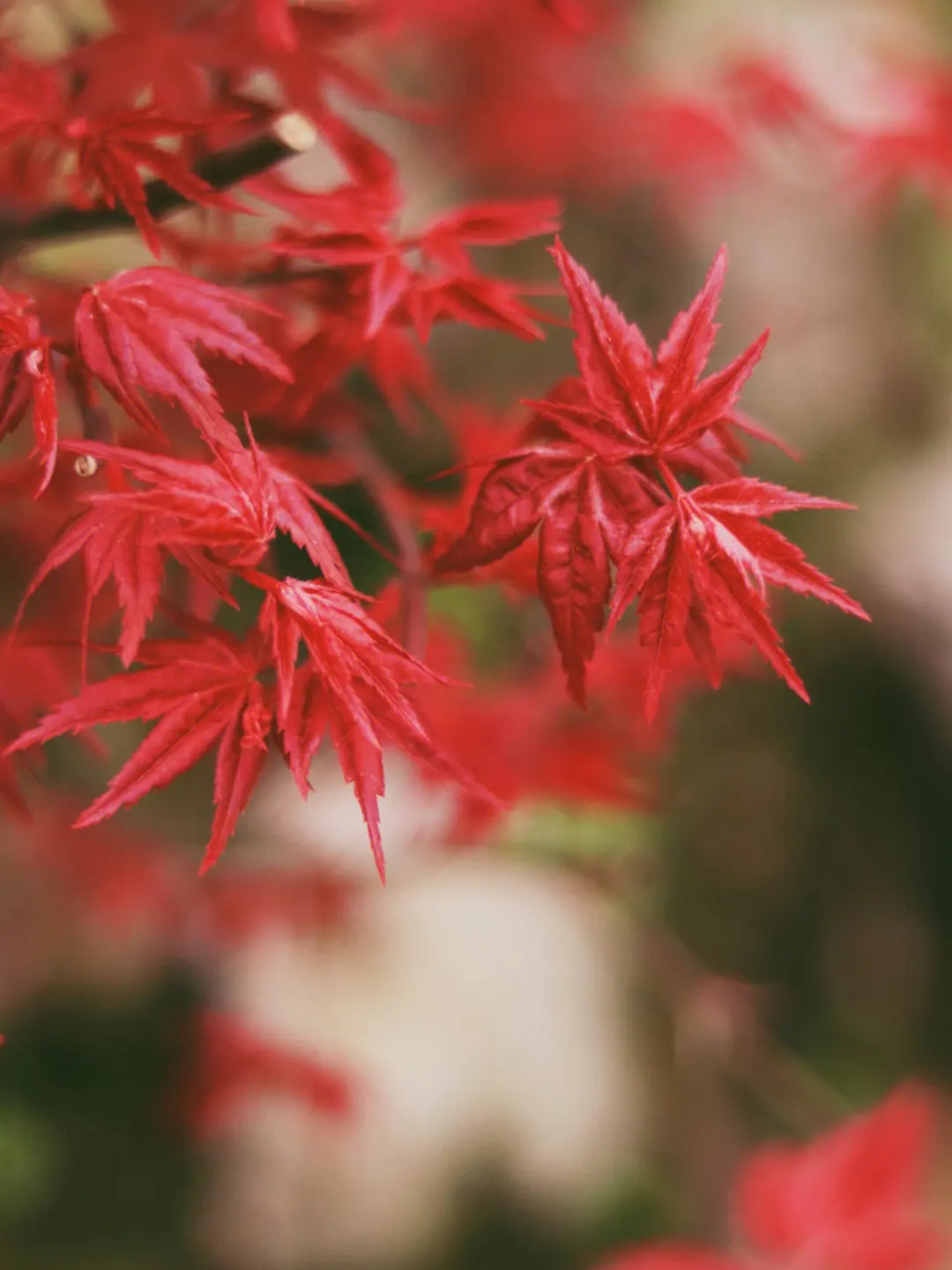 日本紅楓四季之美!春天的綠,夏天的濃,秋天的紅,冬天的靜!