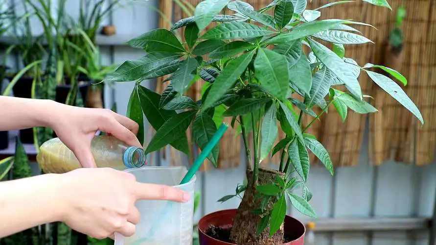 發財樹肥料選擇與施用技巧,讓每一片葉子都綠意盎然!