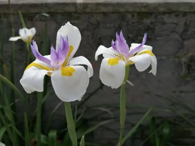 小花鳶尾植物界的小清新:雖非蘭花,卻同樣優(yōu)雅迷人