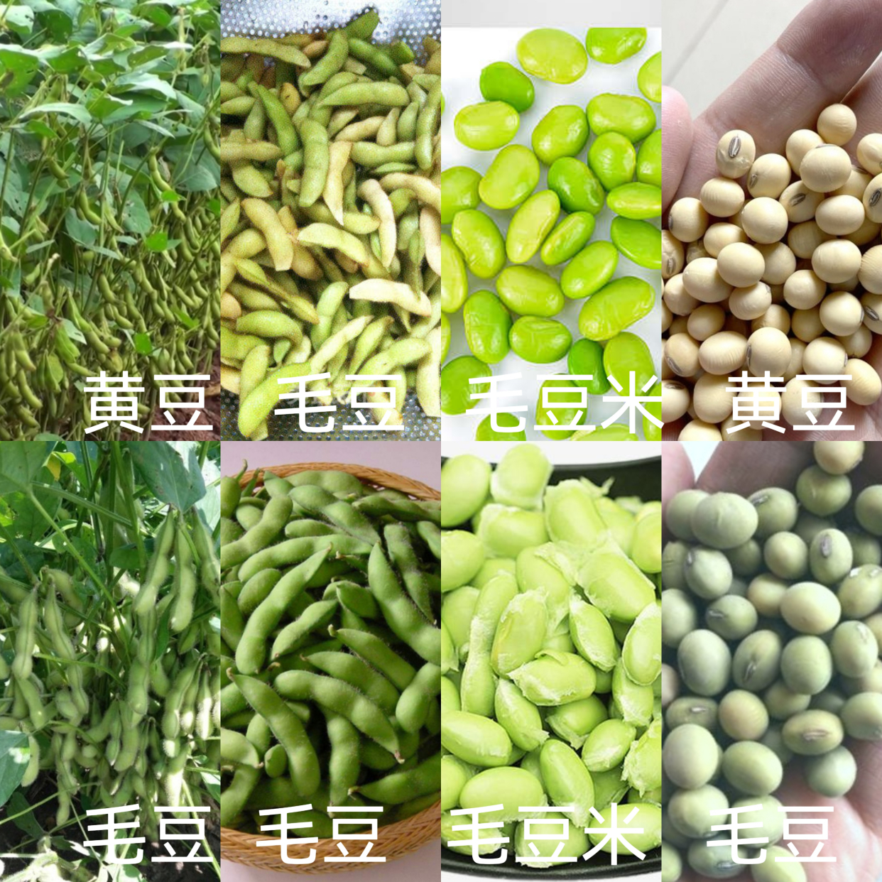 豆界揭秘-毛豆VS黃豆:本是同根生的營養美食