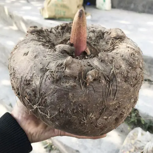 神奇食材揭秘-魔芋,自然界的低卡奇跡,制作全過程大公開!