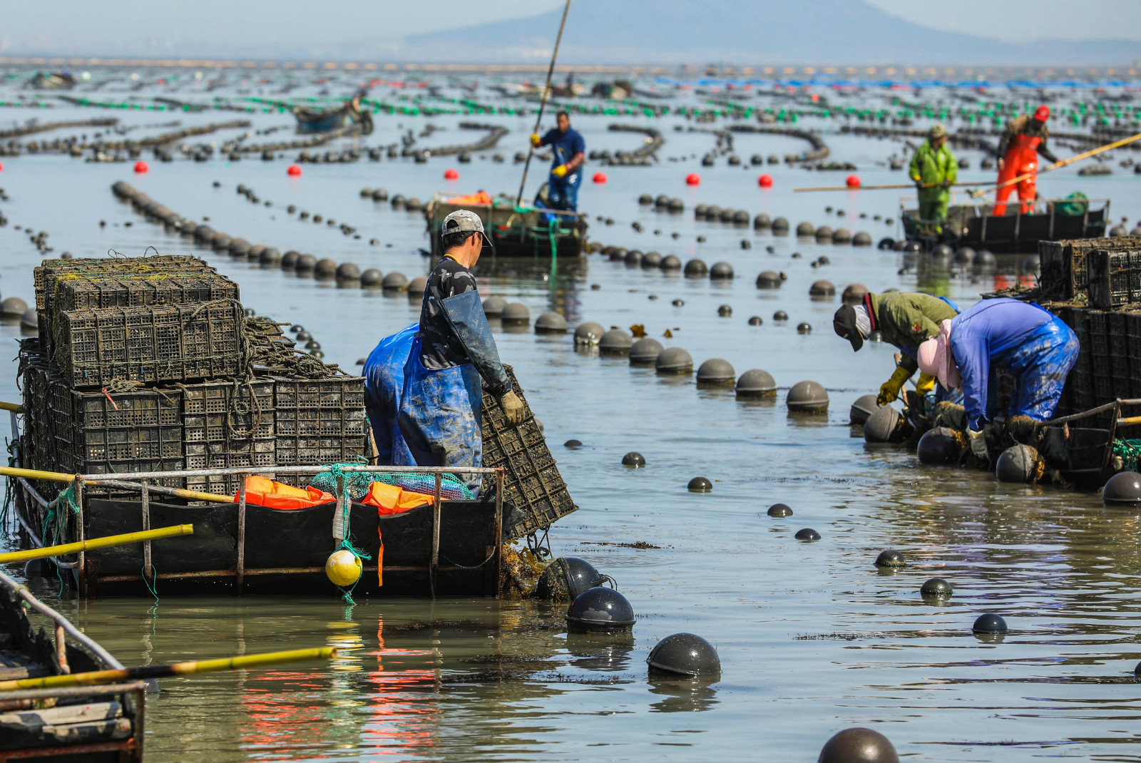 鮑魚養殖條件全解碼：水質、溫度與營養，打造高品質海產品