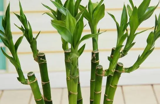 富貴竹:風水之寶與室內裝飾,探索其多重價值!