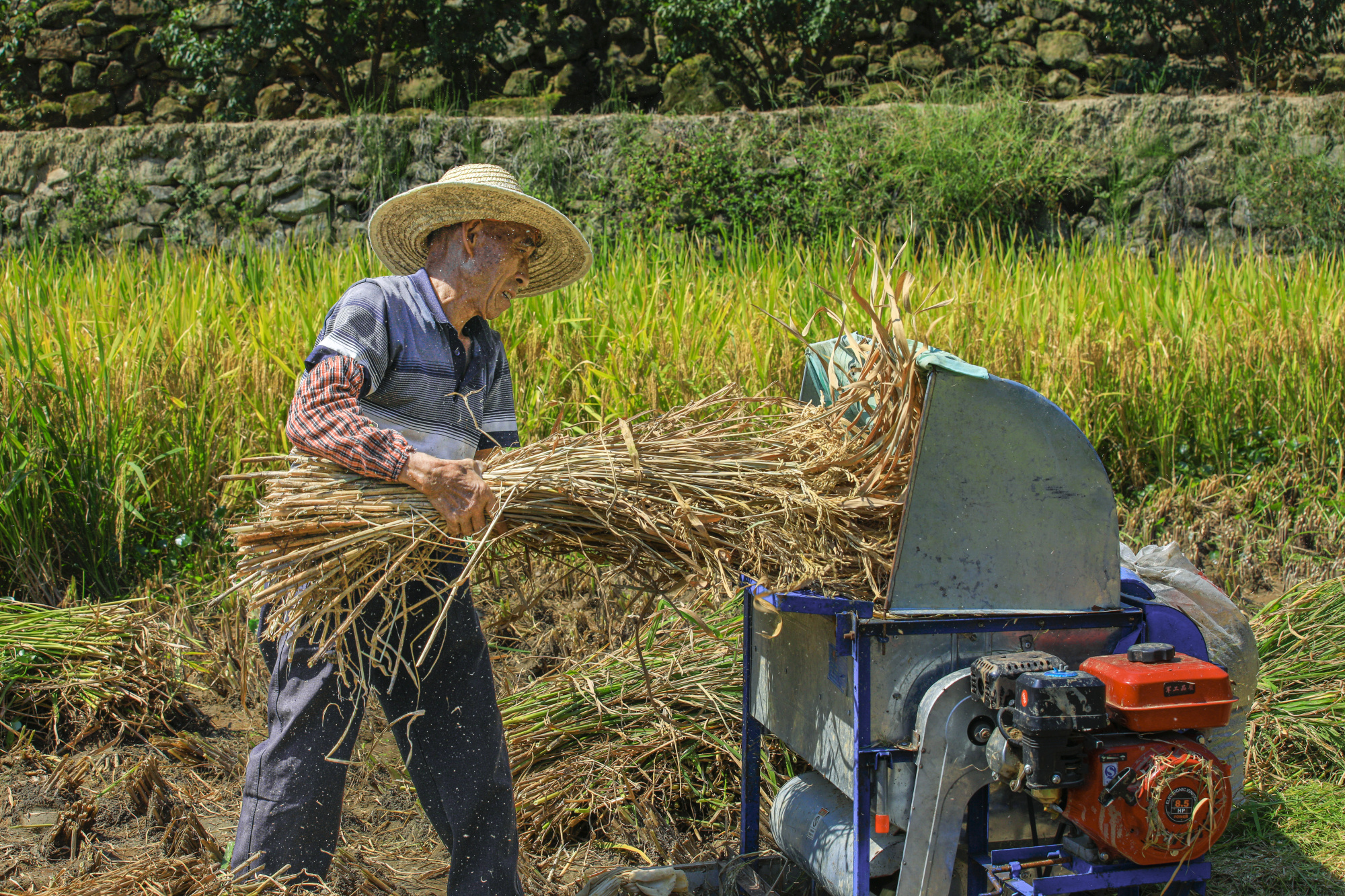 揭秘水稻成熟收割的黃金季節(jié),如何把握稻香最佳收獲期?