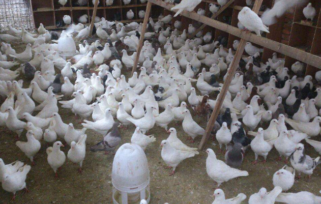 乳鴿喂養指南:新手鴿友必讀,從雛鴿到乳鴿的全程計劃攻略
