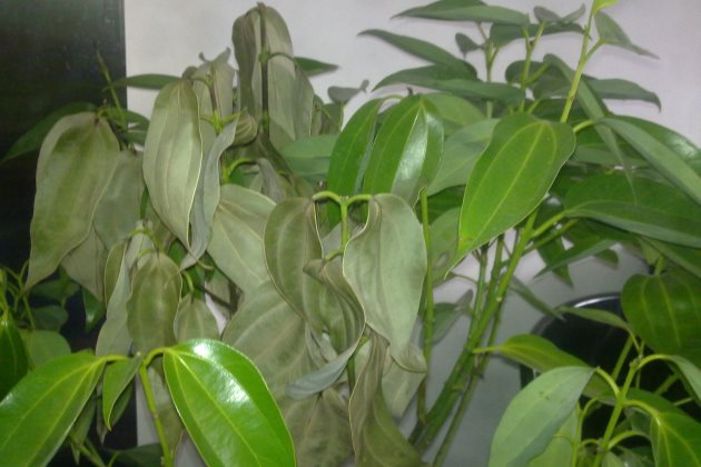 <b>平安樹：干枯信號(hào)與救治對(duì)策，如何識(shí)別病因并采取行動(dòng)？</b>
