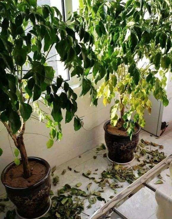 幸福樹葉子易脫落發干?專家教你四步解決法,輕松恢復翠綠生機