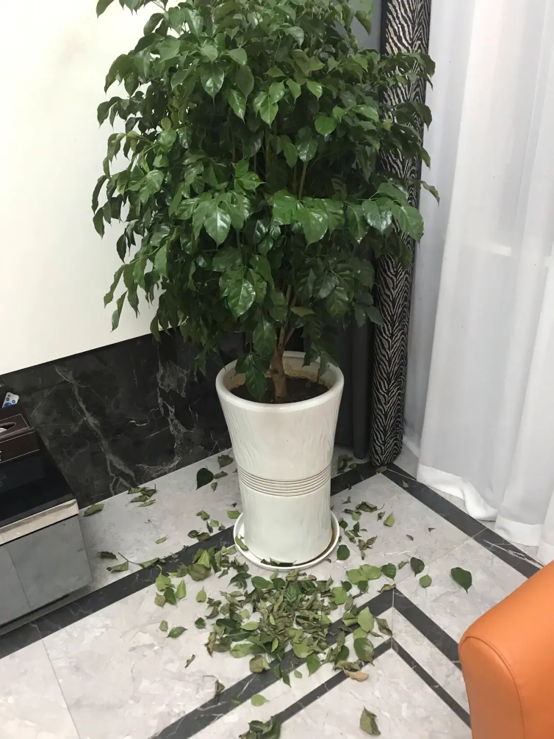 幸福樹葉子易脫落發干?專家教你四步解決法,輕松恢復翠綠生機