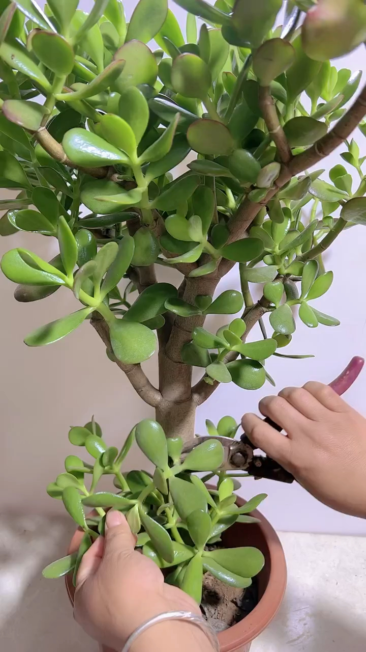 玉樹修剪全攻略:掌握技巧,輕松打造美觀株型,提升家居綠化品質