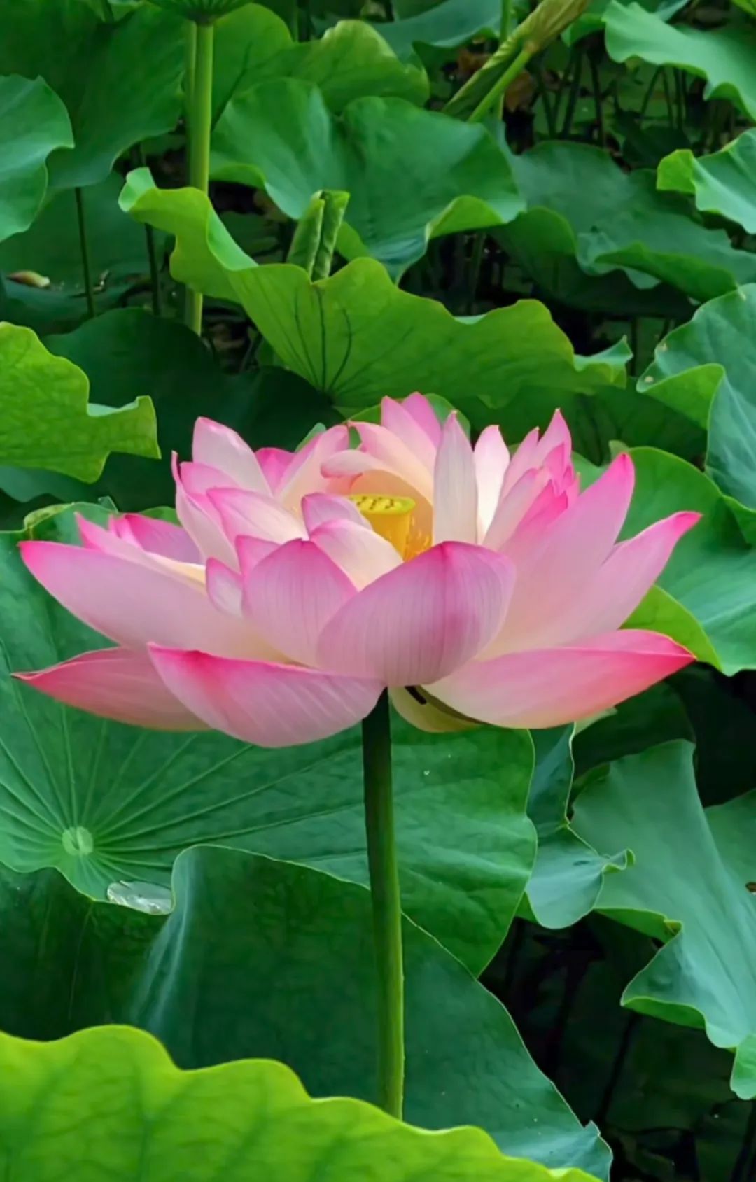 荷花花語(yǔ)深度解析:純潔高雅的象征,寓意深遠(yuǎn)的人生啟示