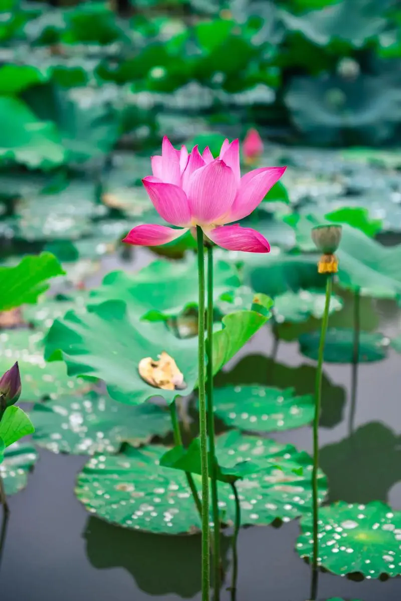荷花花語(yǔ)深度解析:純潔高雅的象征,寓意深遠(yuǎn)的人生啟示