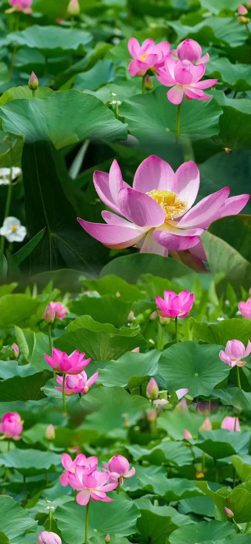 荷花花語(yǔ)深度解析:純潔高雅的象征,寓意深遠(yuǎn)的人生啟示