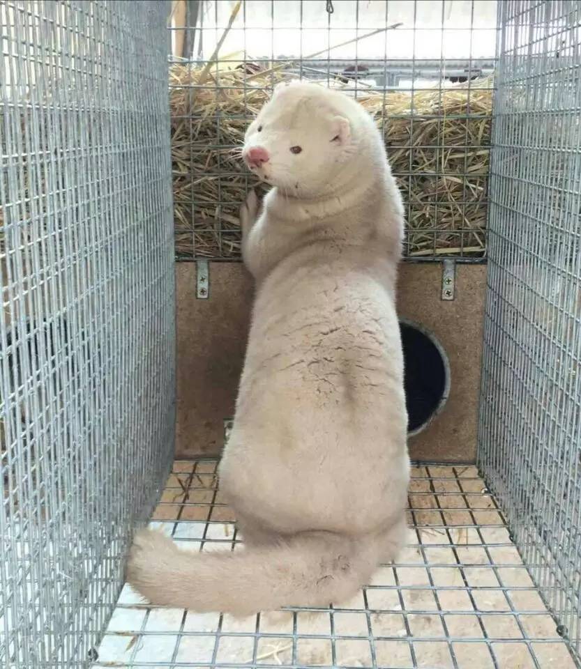 水貂寵物飼養指南,水貂適合當寵物嗎?