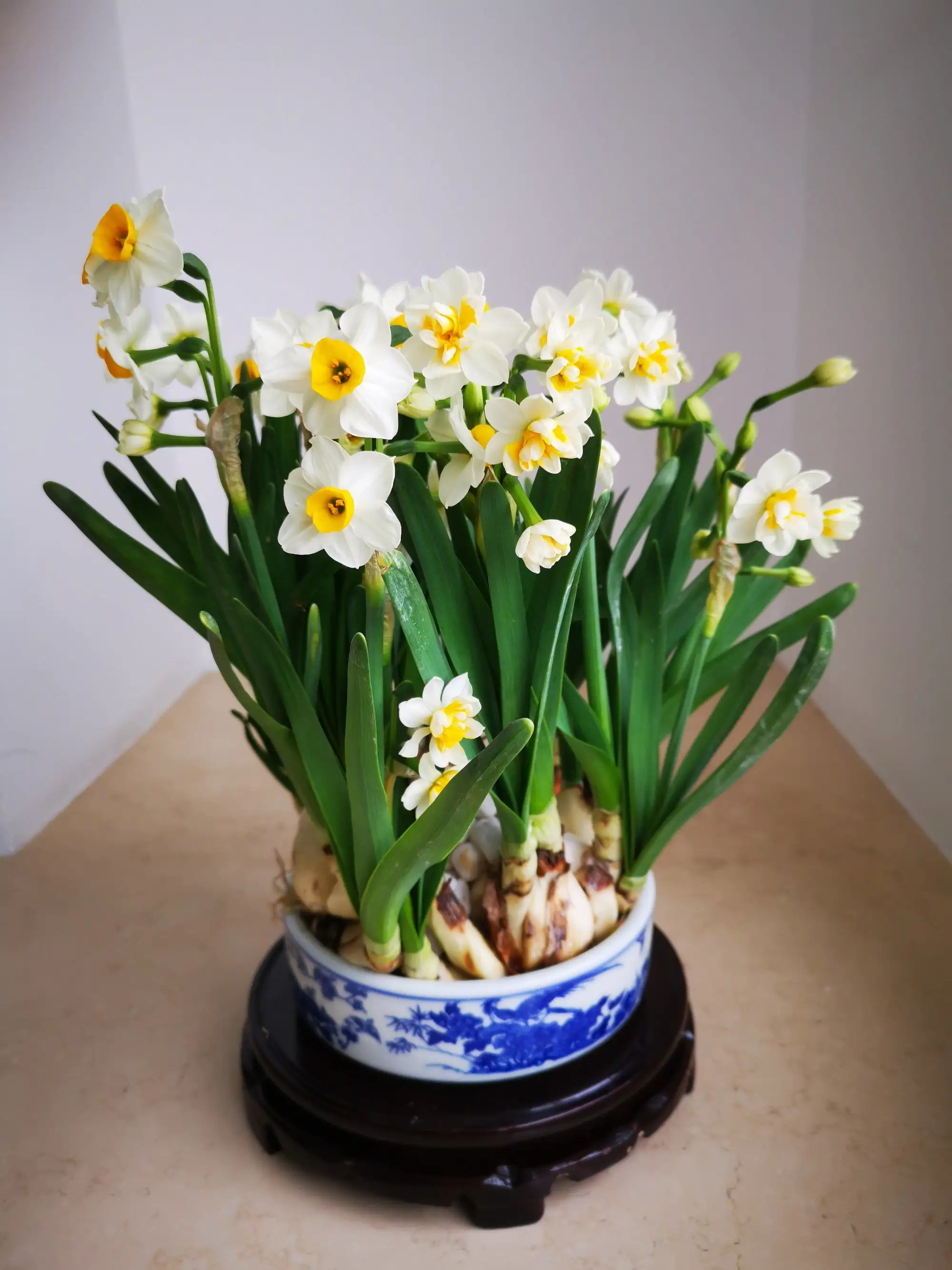 花卉百科:揭秘水仙花的多樣色彩與美好寓意