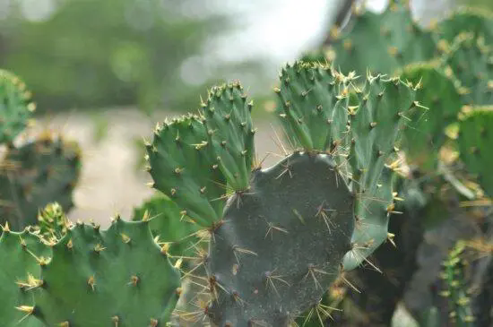 <strong>揭秘仙人掌究竟是草本植物還是隱藏的木本植物？</strong>