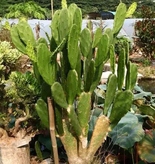 揭秘仙人掌究竟是草本植物還是隱藏的木本植物?