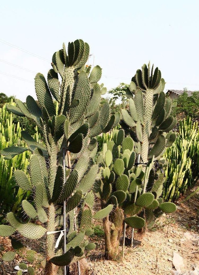 揭秘仙人掌究竟是草本植物還是隱藏的木本植物?