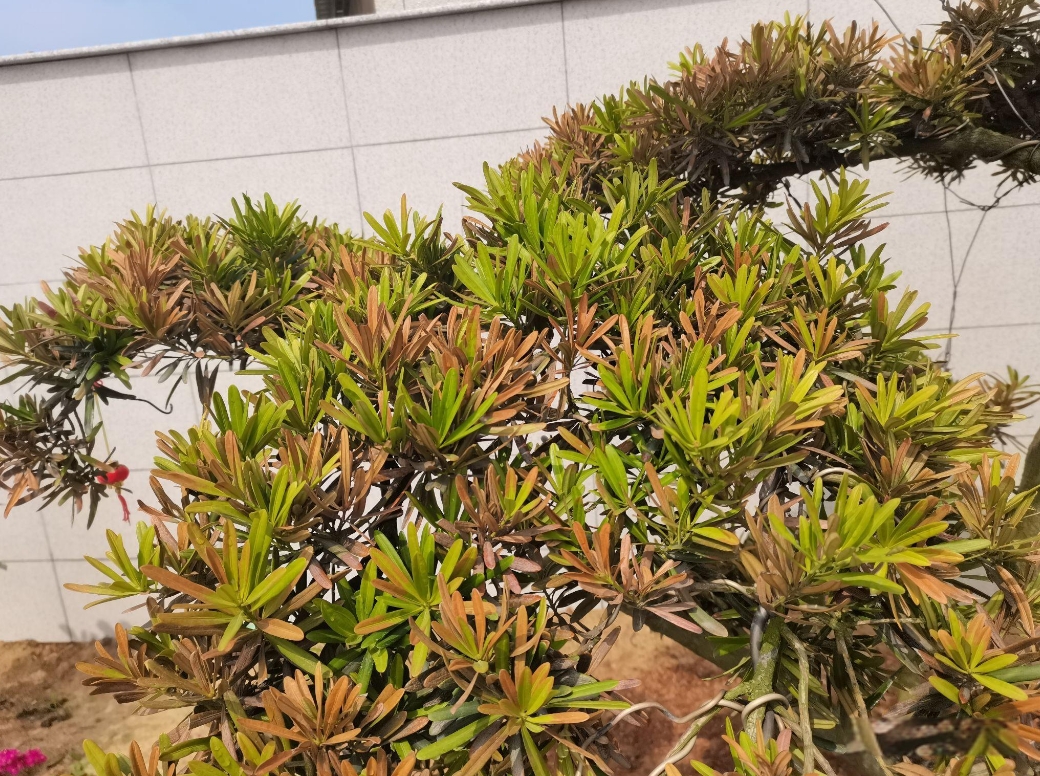 羅漢松葉子發黃干枯的求救信號,科學診斷讓每一片葉子都重煥生機