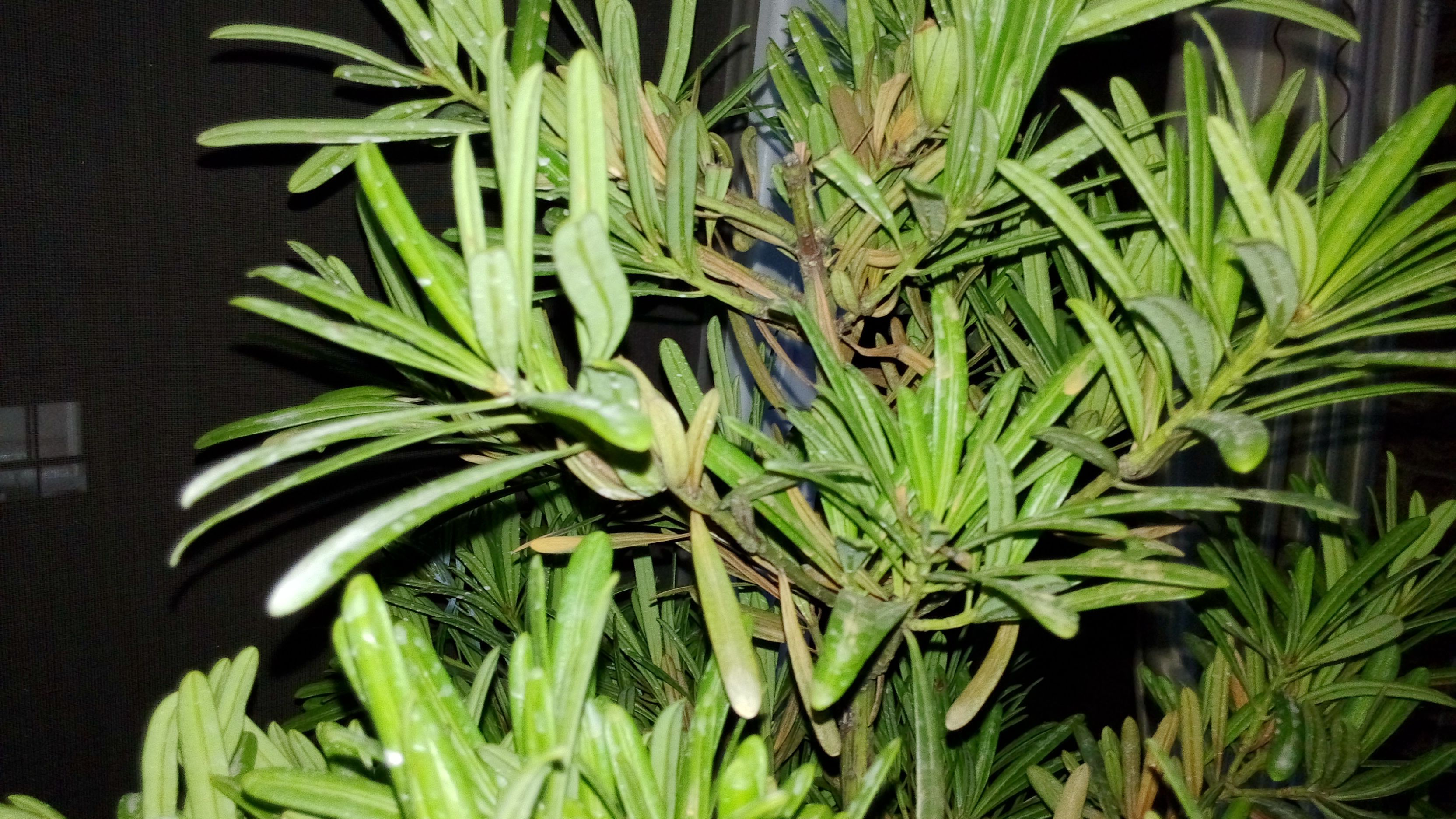 羅漢松葉子發黃干枯的求救信號,科學診斷讓每一片葉子都重煥生機