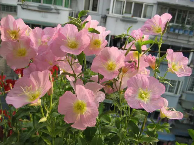 <strong>揭秘月見草花期，從夏到秋，綻放夜空的溫柔浪漫</strong>