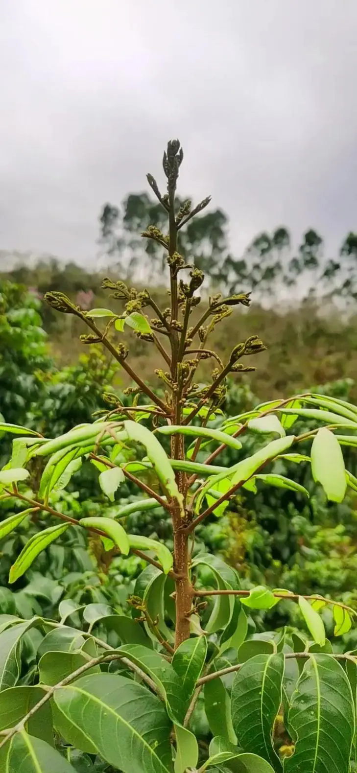 桂圓促花秘籍,打造繁花似錦的果園天堂