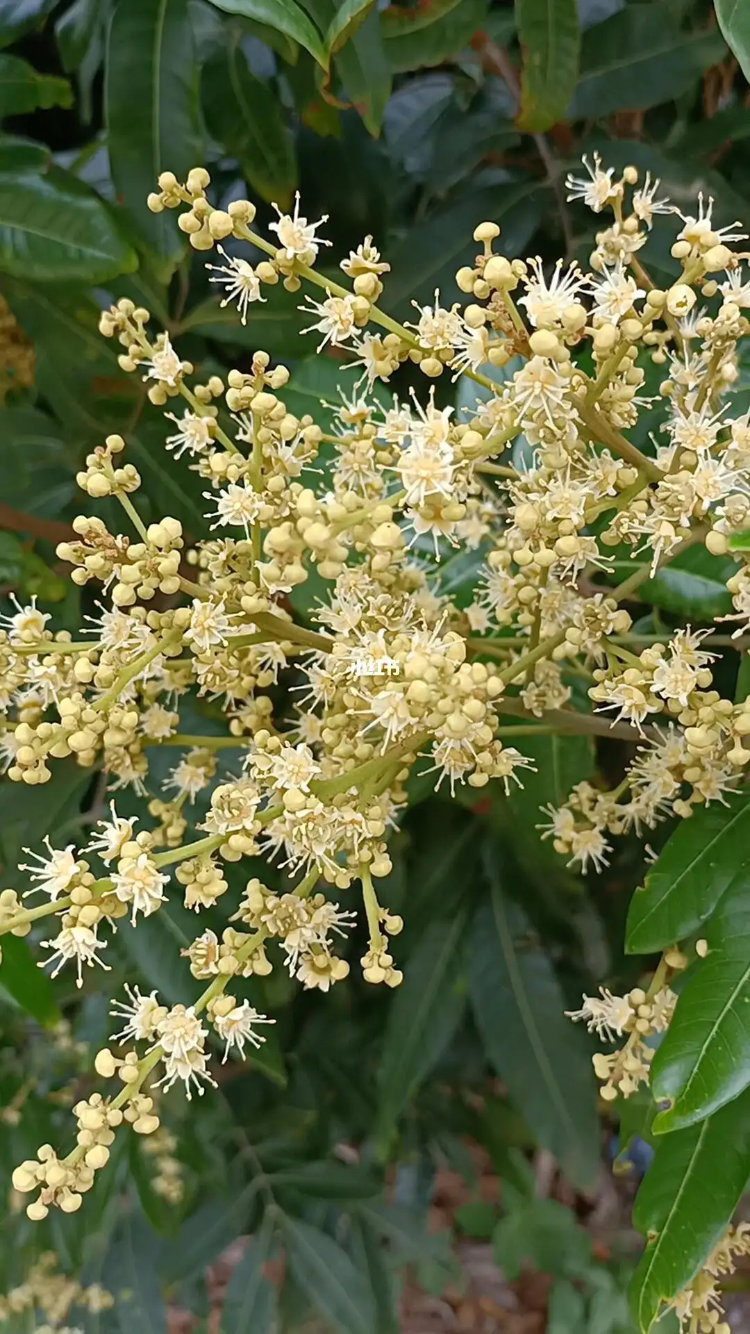 桂圓促花秘籍,打造繁花似錦的果園天堂