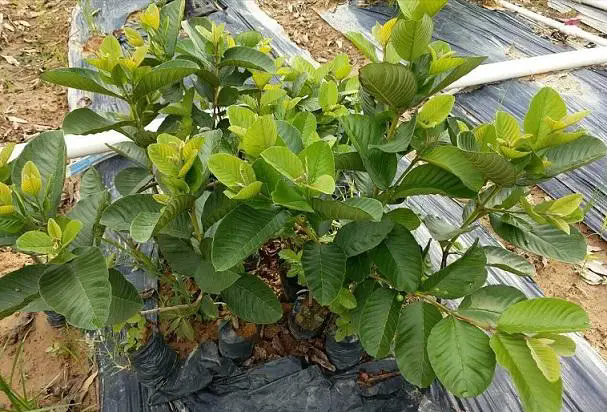 <b>芭樂苗種植秘訣：精準(zhǔn)掌控各階段適宜溫度，助力高產(chǎn)優(yōu)質(zhì)果實(shí)誕生</b>