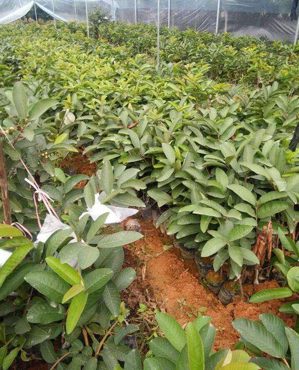 芭樂苗種植秘訣:精準掌控各階段適宜溫度,助力高產優質果實誕生