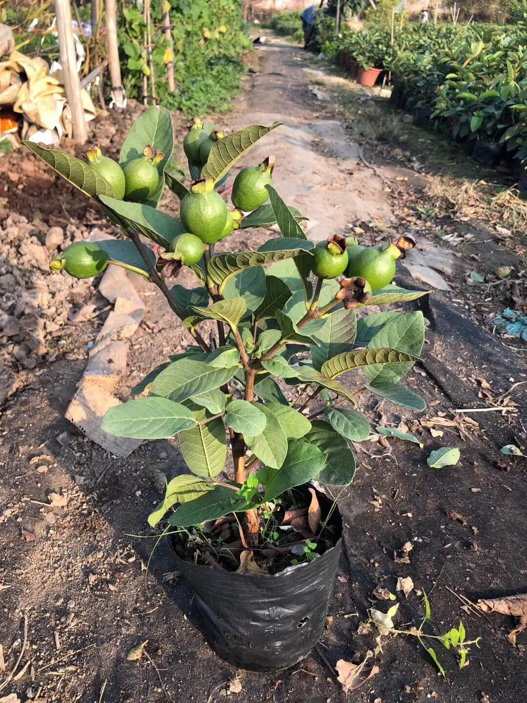 芭樂苗種植秘訣:精準掌控各階段適宜溫度,助力高產優質果實誕生