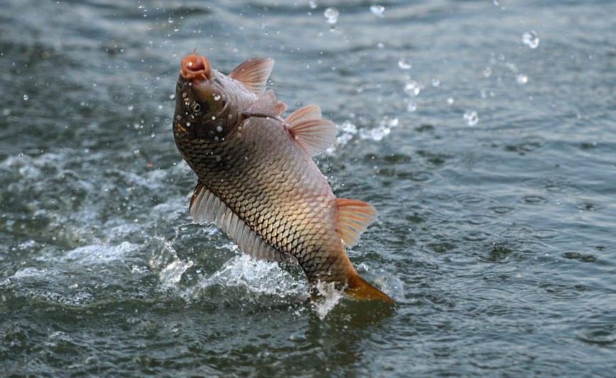 漁業養殖必備:魚藥種類大全、使用原則及高效應用指南