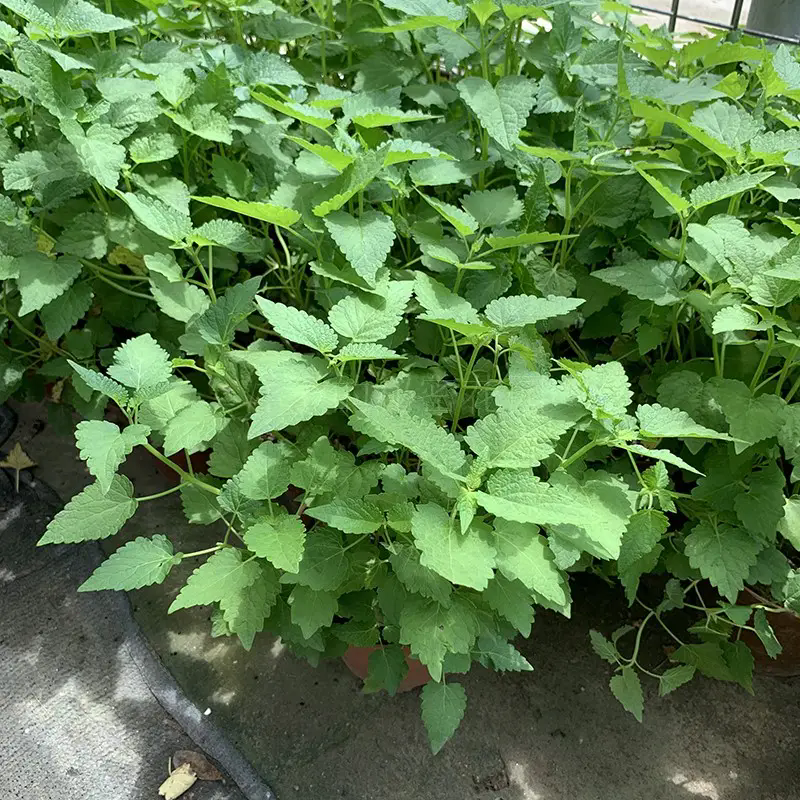 藿香綠植:種植環境,養護技巧,享受綠色生活