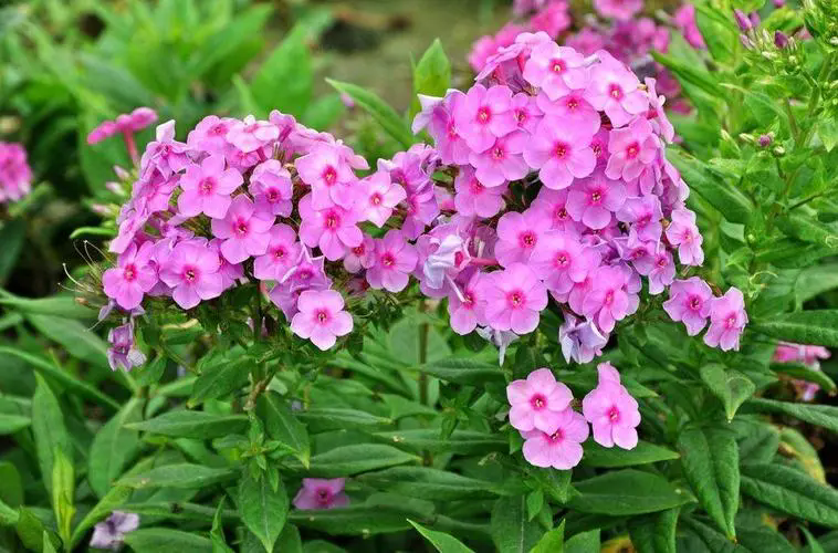 福祿考花語揭秘:幸福之花寓意富貴與堅韌,為您的生活添彩加福