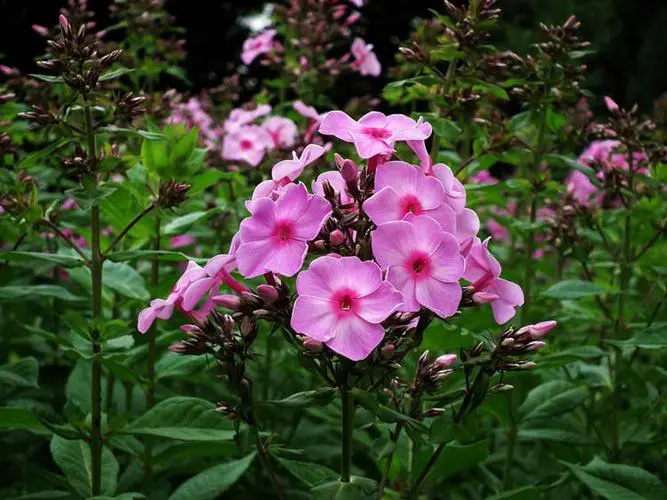 福祿考花語揭秘:幸福之花寓意富貴與堅韌,為您的生活添彩加福