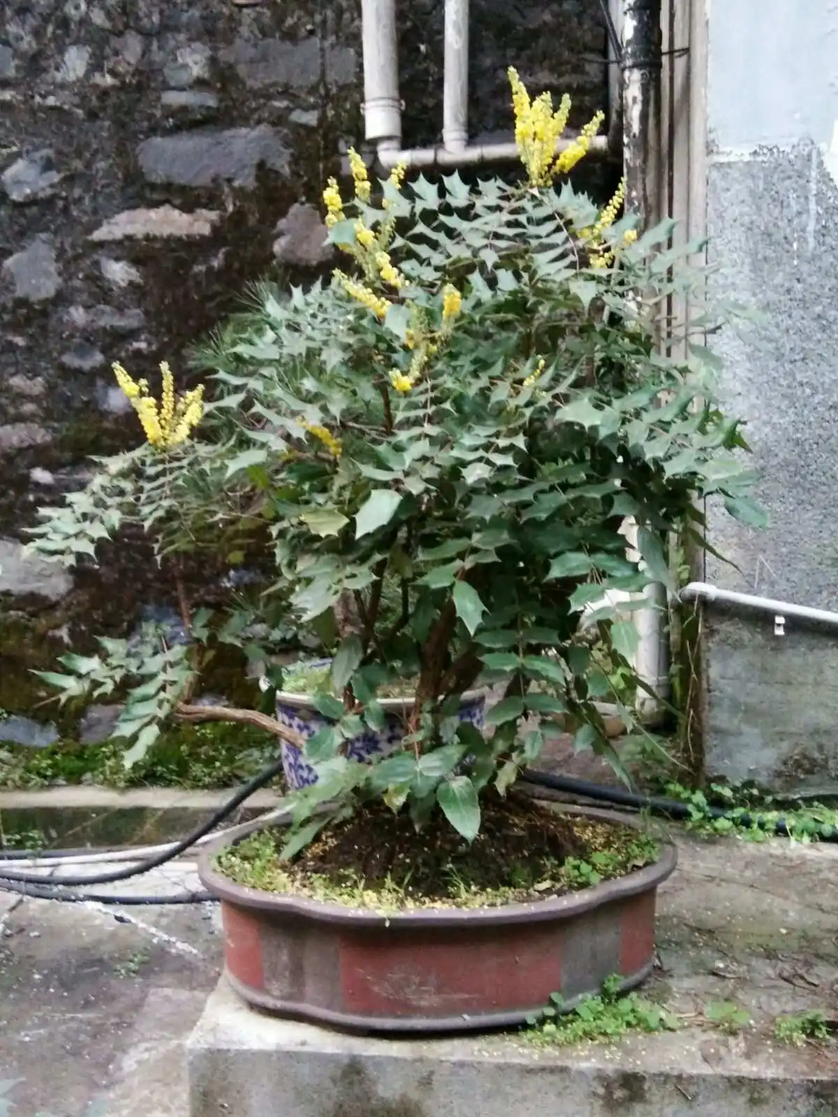 十大功勞盆景養(yǎng)護指南:輕松掌握技巧,讓吉祥綠植茁壯成長