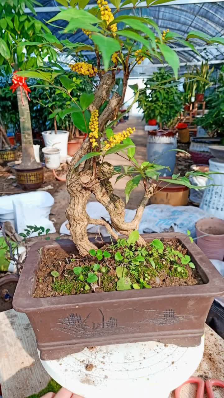 十大功勞盆景養(yǎng)護指南:輕松掌握技巧,讓吉祥綠植茁壯成長