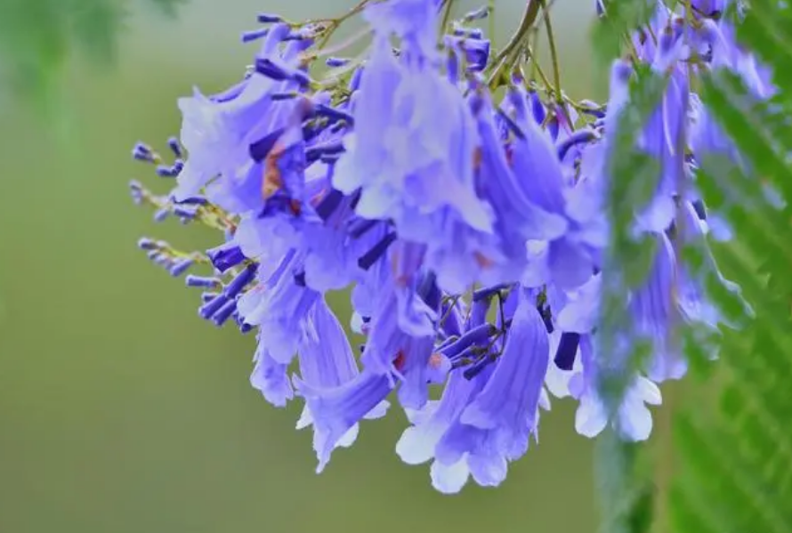藍花楹花期揭秘;絢爛花期,紫色浪漫,揭秘城市綠化中的紫色浪漫與生態價值