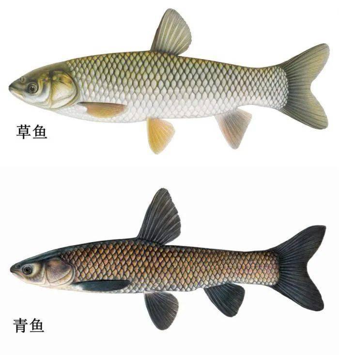 揭秘青魚VS草魚:從外觀到風(fēng)味,全面解析兩大淡水魚王的獨(dú)特魅力