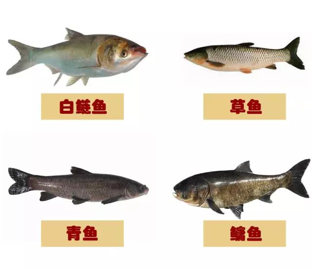 揭秘青魚VS草魚:從外觀到風(fēng)味,全面解析兩大淡水魚王的獨(dú)特魅力