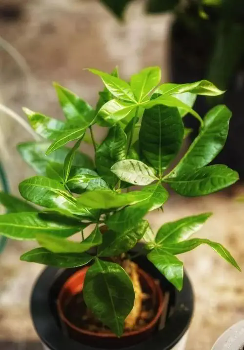 發(fā)財樹盆栽光照指南:掌握曬太陽秘訣,讓綠意盎然滿室生輝