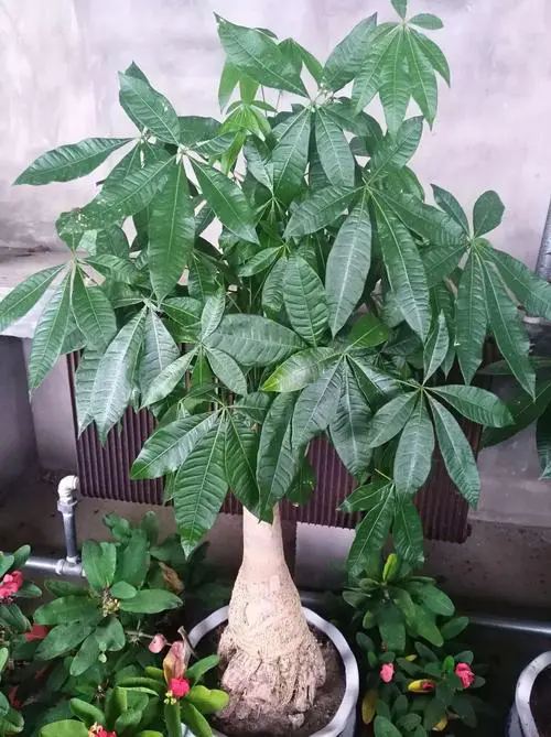 發(fā)財樹盆栽光照指南:掌握曬太陽秘訣,讓綠意盎然滿室生輝