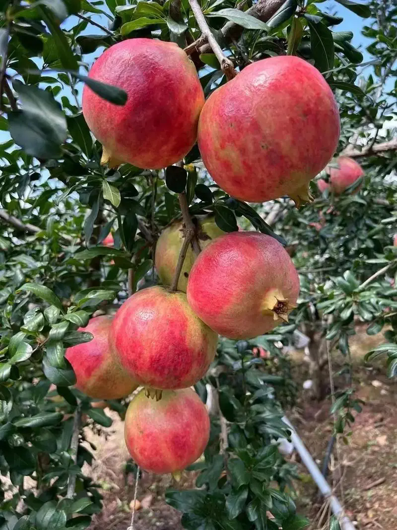 九月至十月,石榴成熟季:享受這份自然饋贈(zèng)的正確姿勢(shì)