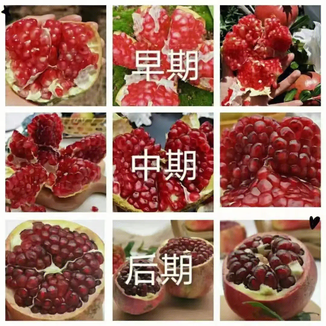 九月至十月,石榴成熟季:享受這份自然饋贈(zèng)的正確姿勢(shì)
