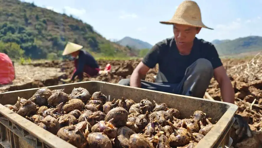 荸薺成熟季：深秋初冬的甜美盛宴，你準備好迎接了嗎？