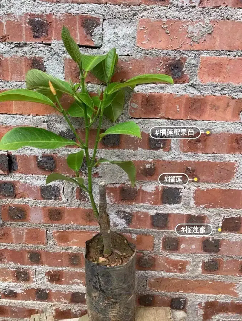 揭秘榴蓮樹苗“十年磨一劍”,只為那一口極致美味